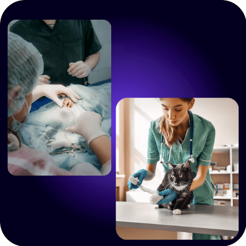 Cursos para Veterinários